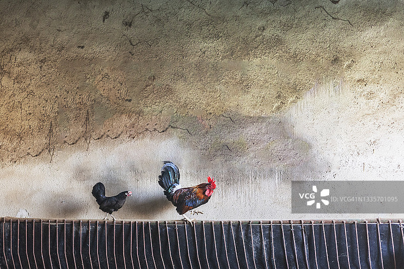 家养农场畜栏里的母鸡和公鸡，西班牙安达卢西亚图片素材