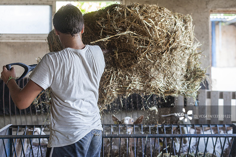 年轻农民喂山羊干草图片素材
