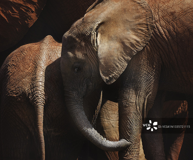 在肯尼亚的察沃东部，大象在水坑旁摆姿势的可爱特写图片素材