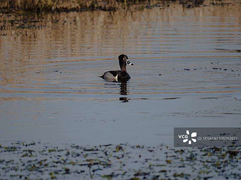 环颈鸭（华盛顿州里奇菲尔德国家野生动物保护区）图片素材