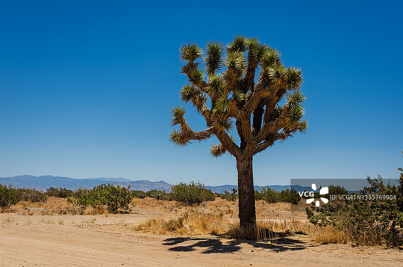 孤独的约书亚树图片素材