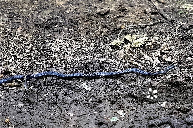 黑化蛇图片素材