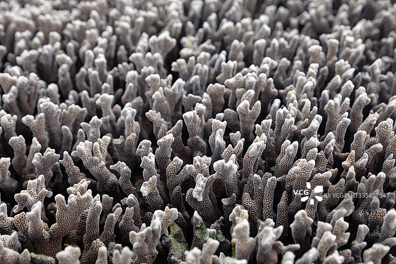 低潮时的珊瑚礁图片素材