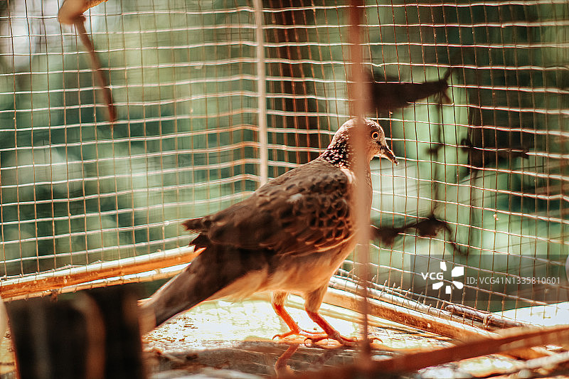 笼子里的鸽子图片素材