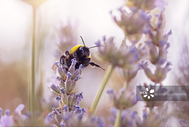 熊蜂在薰衣草花上图片素材
