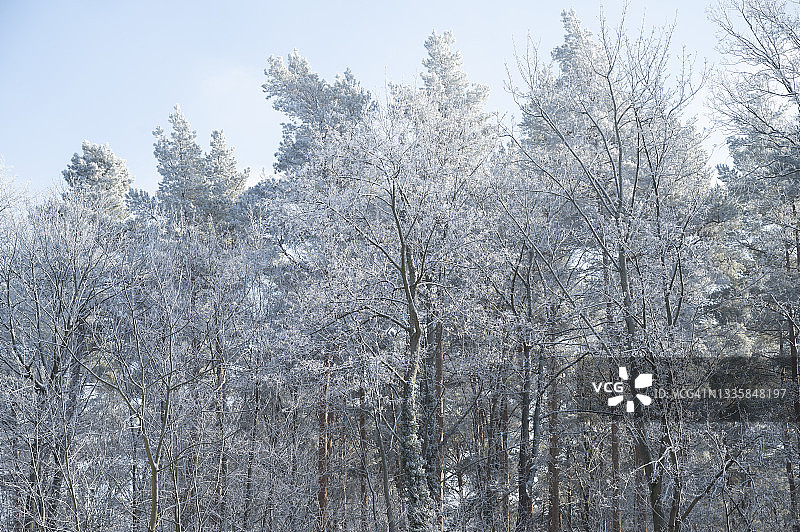 被雪覆盖的落叶树和常绿树图片素材