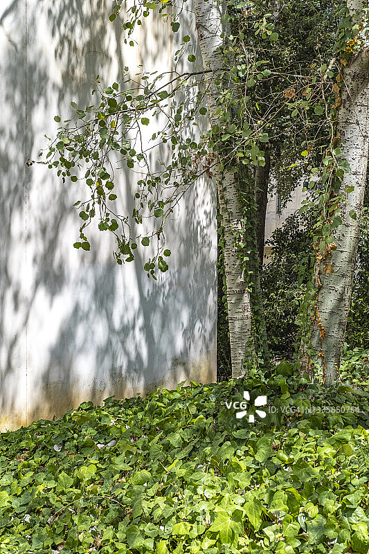 花园里的树木图片素材