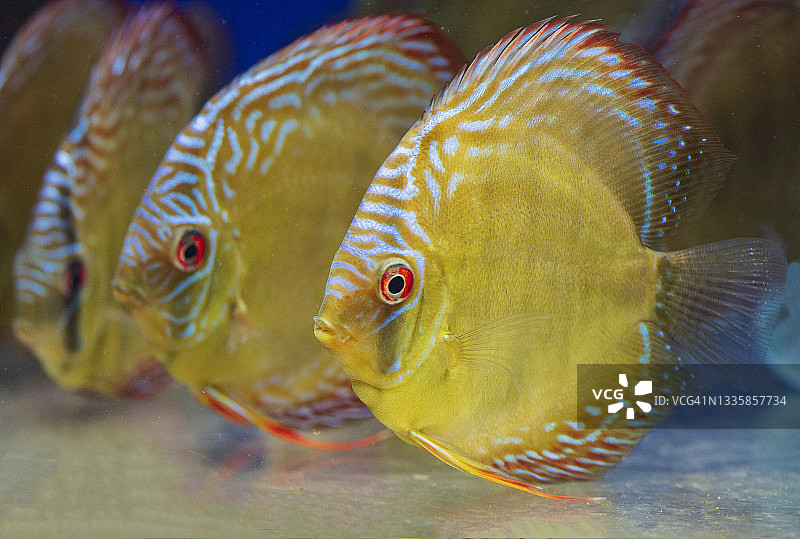 七彩神仙鱼图片素材