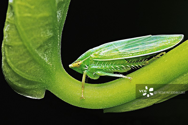 绿色弯曲树枝上的角蝉 - 黑色背景图片素材