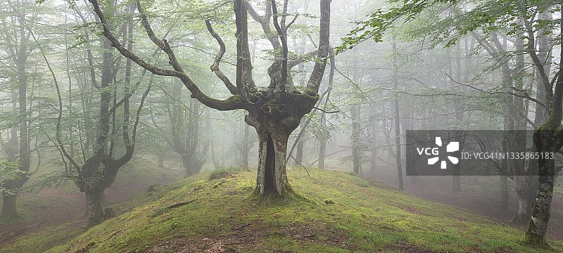 比斯开巴斯克地区戈尔贝亚自然公园的比奇森林图片素材