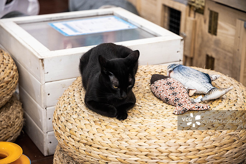 温馨猫咪咖啡馆：与被遗弃的猫咪互动并领养图片素材