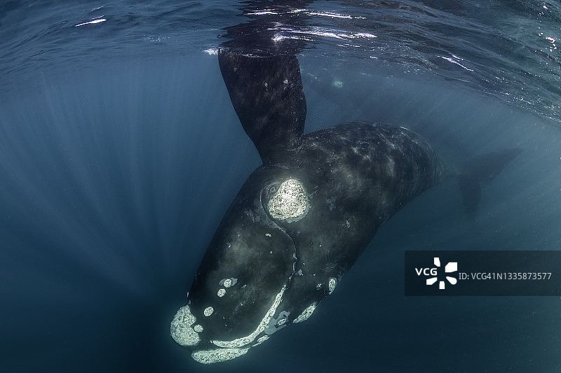 在阿根廷瓦尔德斯半岛新海湾嬉戏的露脊鲸图片素材
