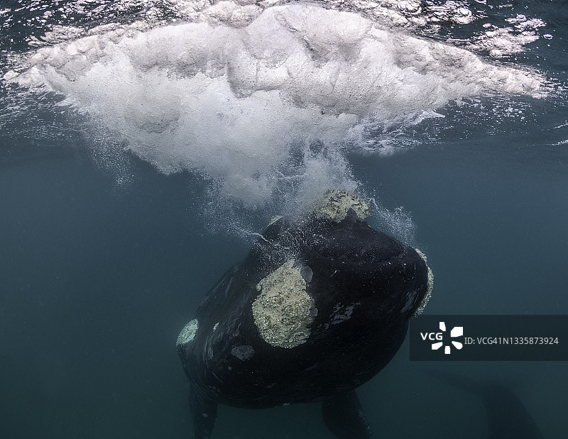 南露脊鲸在阿根廷瓦尔德斯半岛新海湾嬉戏图片素材