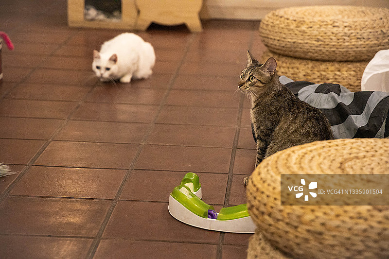 温馨猫咪咖啡馆：与被遗弃的猫咪互动并领养图片素材