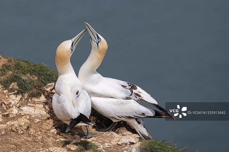 两只北方塘鹅栖息在英国约克郡海岸本普顿悬崖边，喙对着喙图片素材