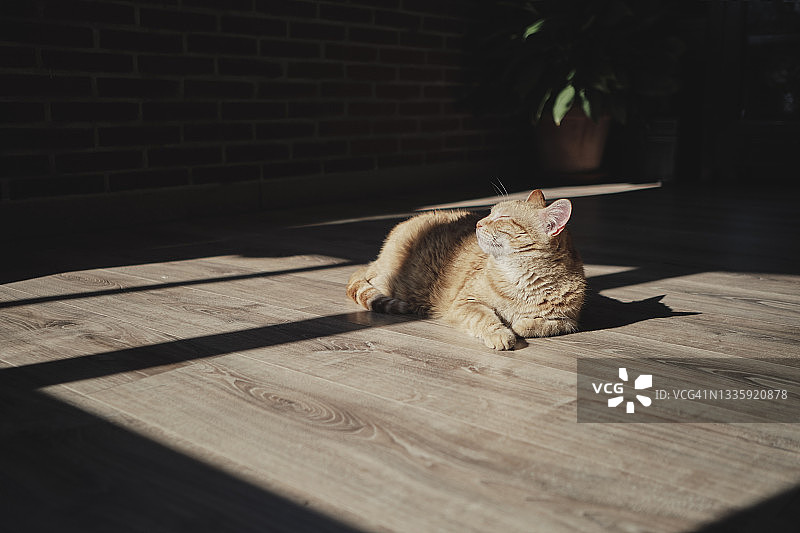 猫在客厅里晒太阳图片素材