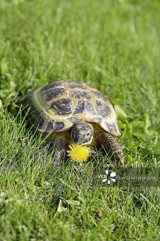 在绿草地上吃蒲公英的俄罗斯乌龟图片素材