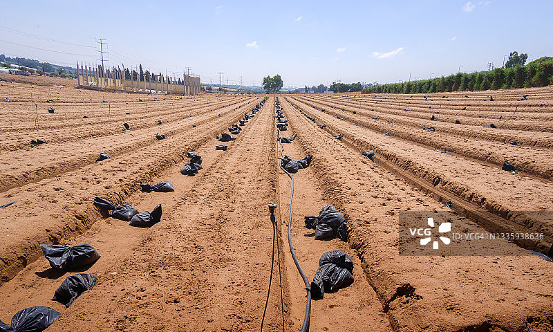永恒草莓园图片素材