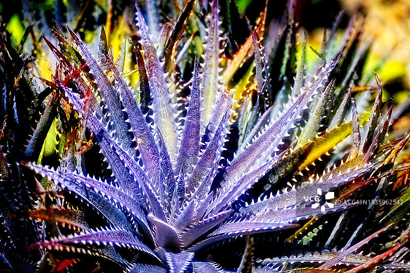 彩色多肉植物图片素材