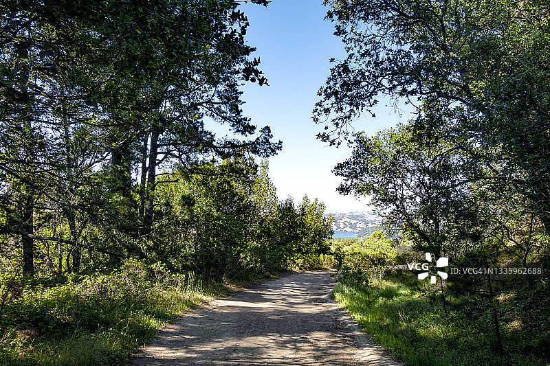穿过林地的森林小路图片素材