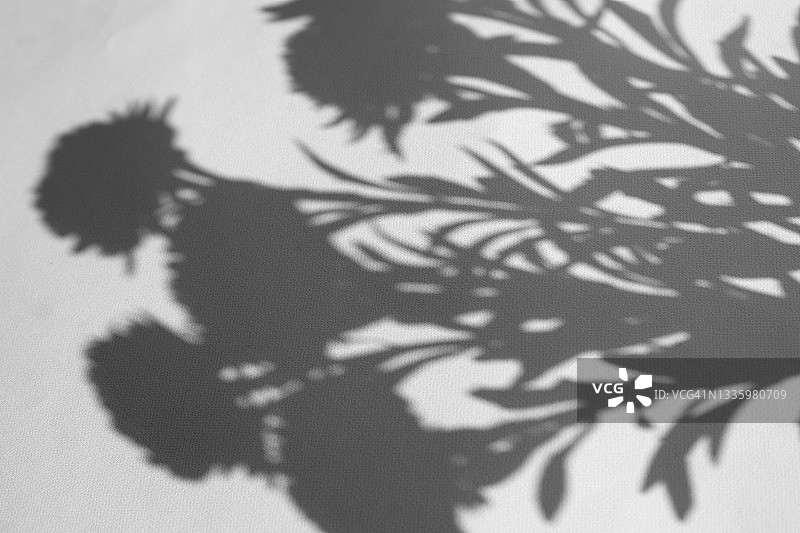 植物阴影白色背景叠加摄影效果图片素材