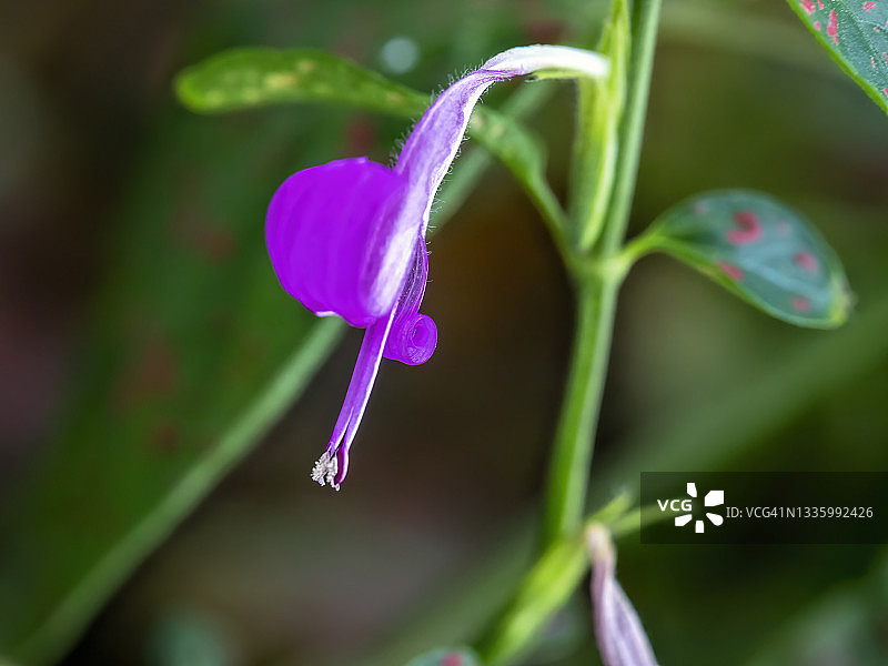 红色网纹草花图片素材