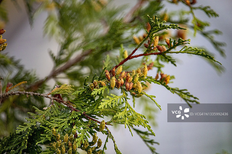 崖柏上的果实图片素材