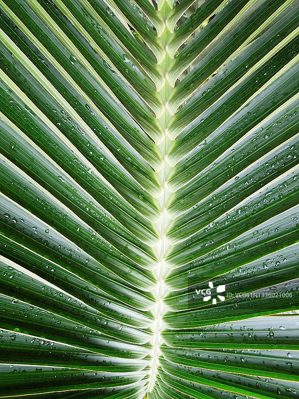 棕榈树叶：棕榈树的纹理叶图片素材