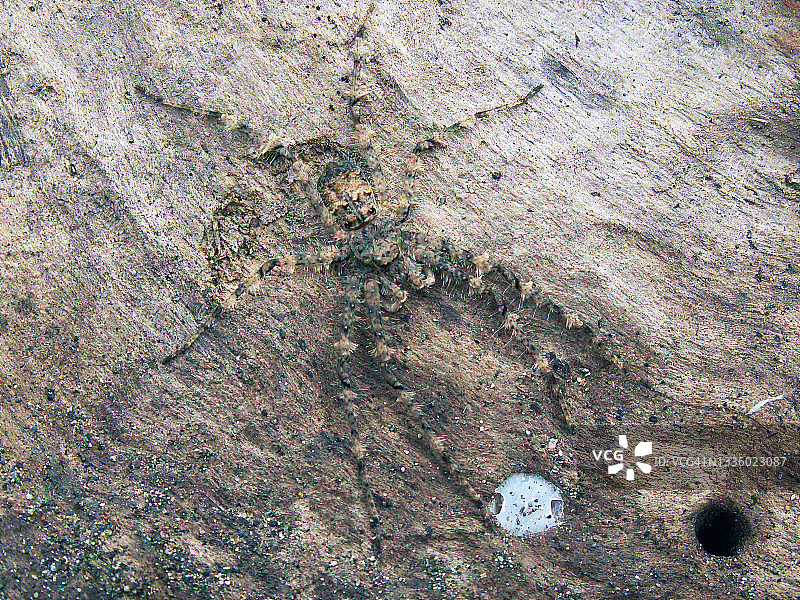 迷彩蜘蛛图片素材