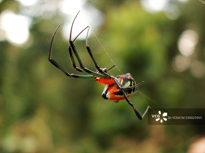 新几内亚雨林卡通蜘蛛图片素材