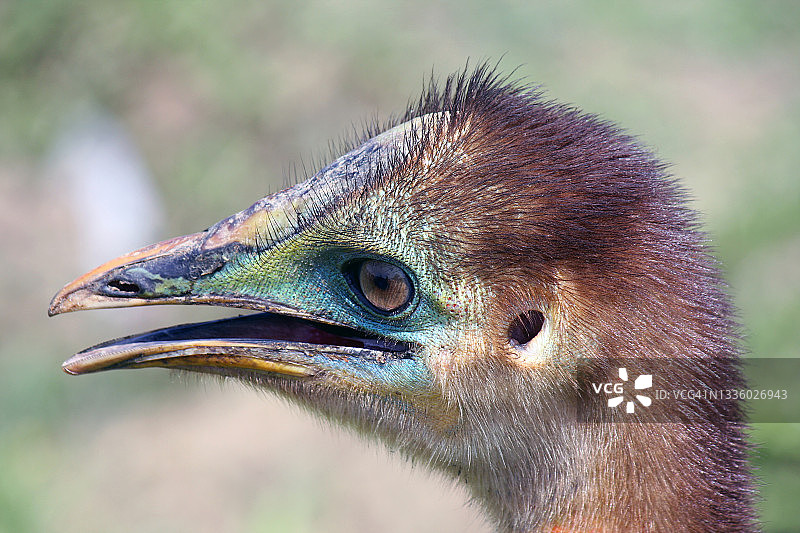 小食火鸡图片素材