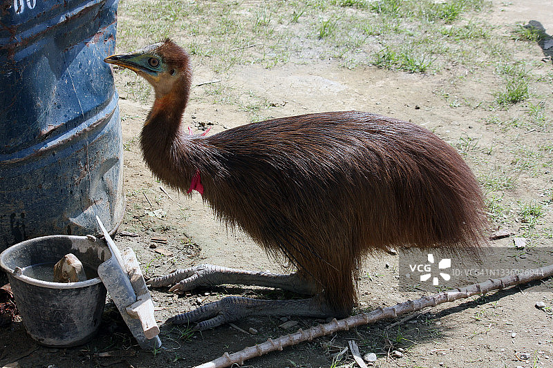 小食火鸡图片素材