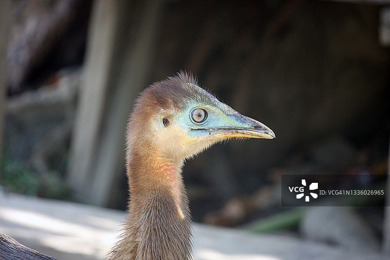 小食火鸡图片素材