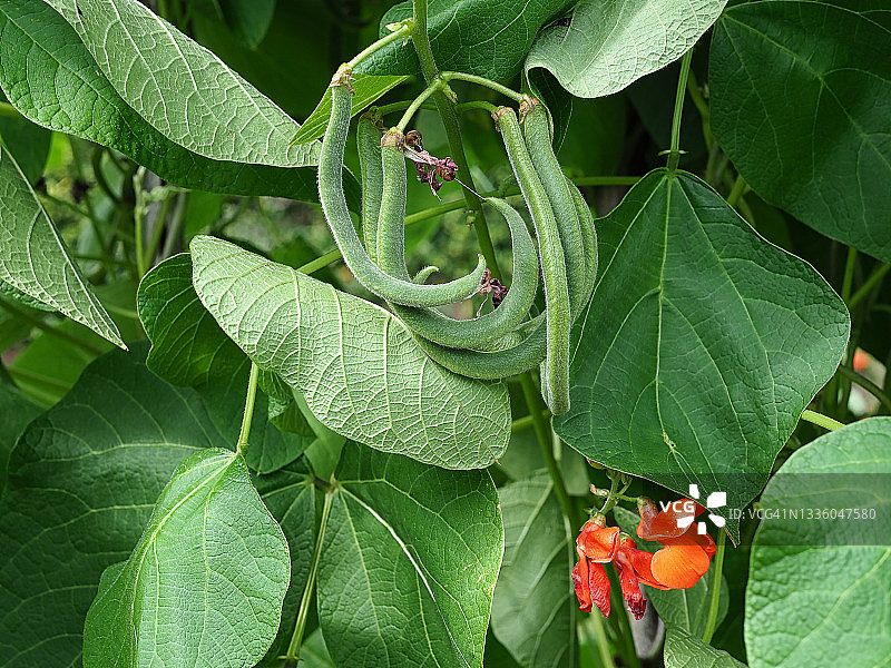 有机菜豆图片素材