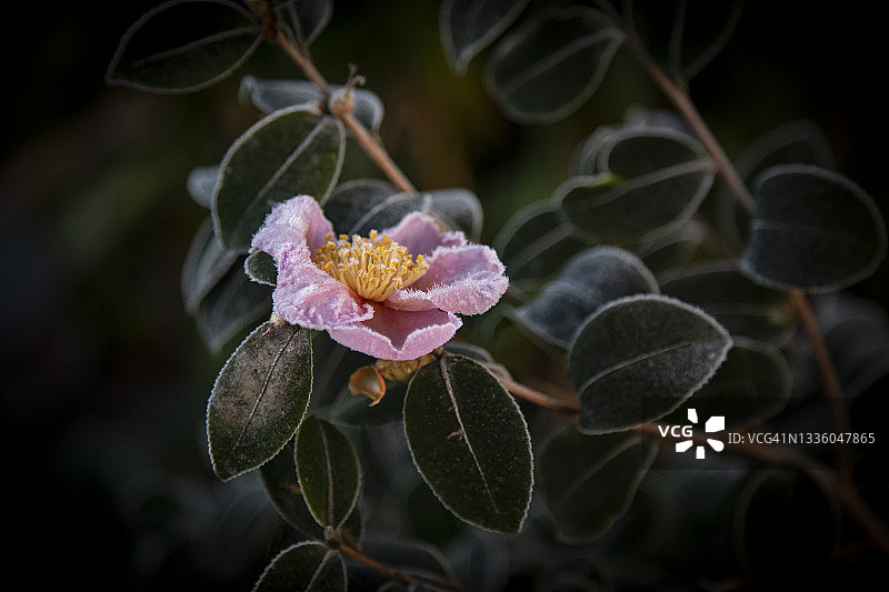 山茶花种植园的清晨霜冻图片素材