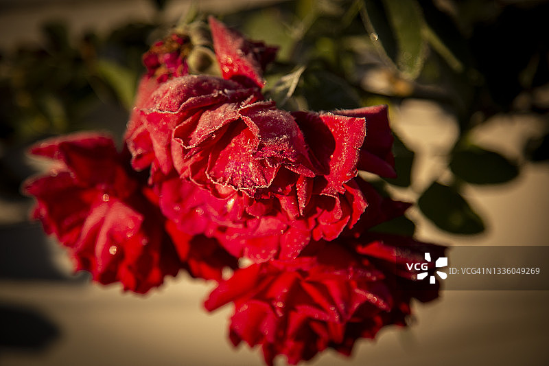 清晨的霜冻红玫瑰花图片素材