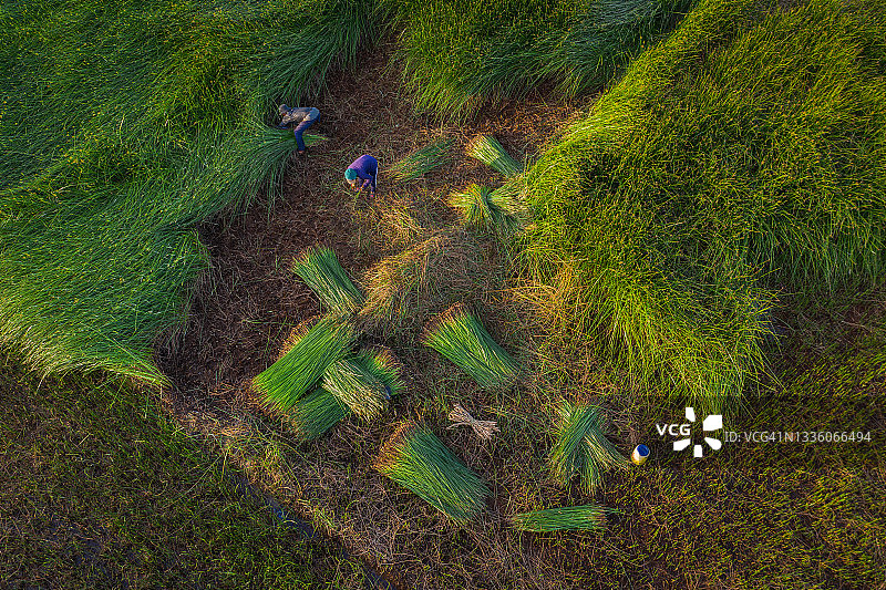 采集莎草图片素材