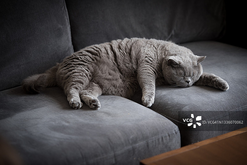 慵懒英国短毛猫，灰色沙发小憩图片素材
