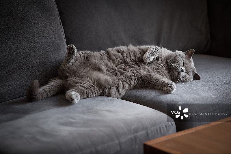 可爱的英国短毛猫侧卧在灰色沙发上，抬起腿闭着眼睛放松图片素材