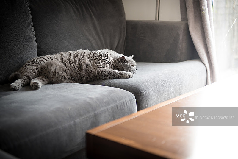 英国短毛猫躺在灰色沙发上，在咖啡桌旁看着庭院门外的光线图片素材