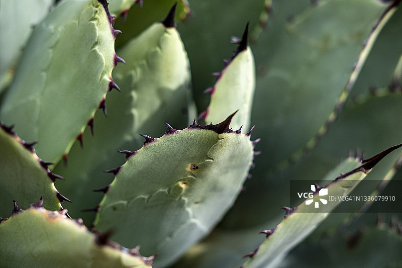 巨刺龙舌兰图片素材