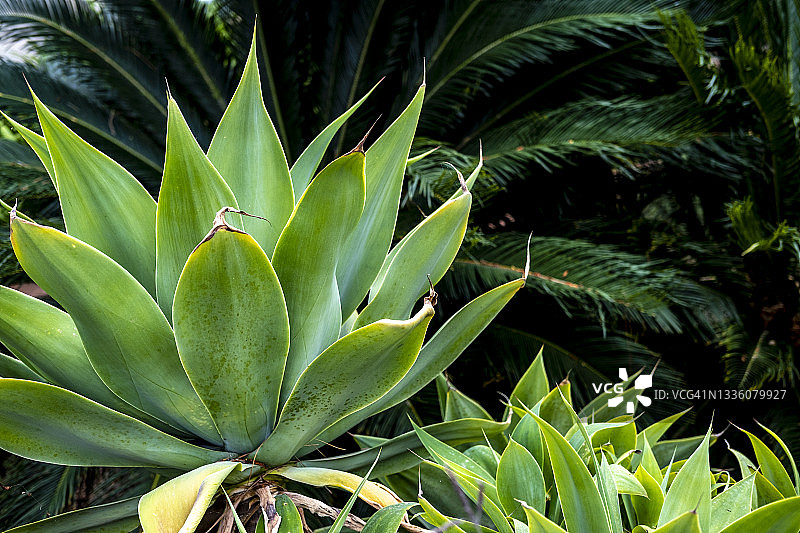 龙舌兰植物图片素材
