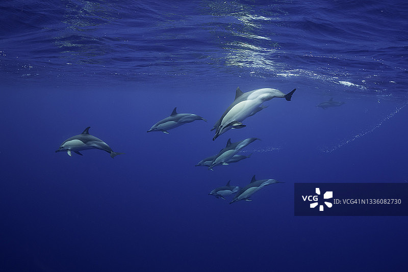 大西洋亚速尔群岛的普通海豚群图片素材