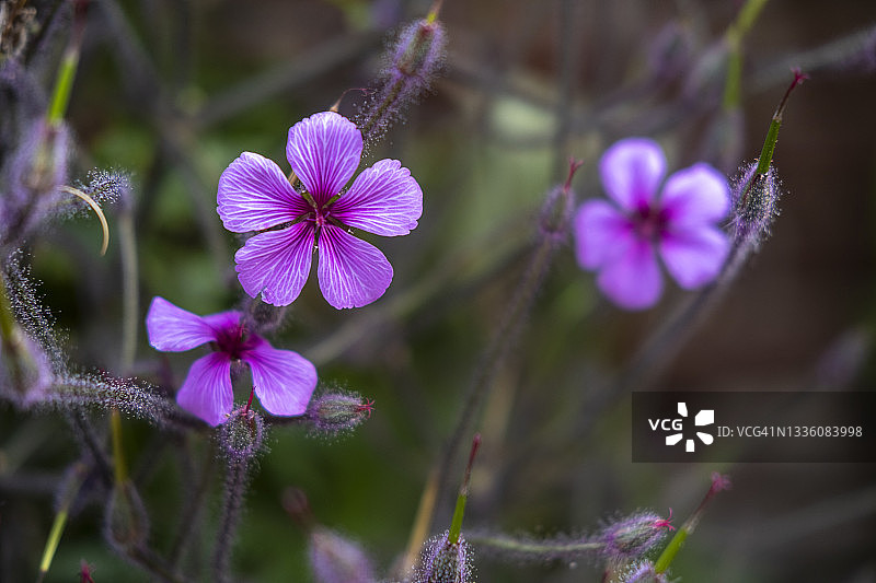 花园里的马德拉天竺葵图片素材
