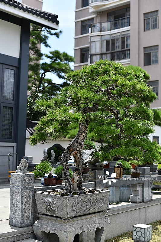 庭院盆景图片素材