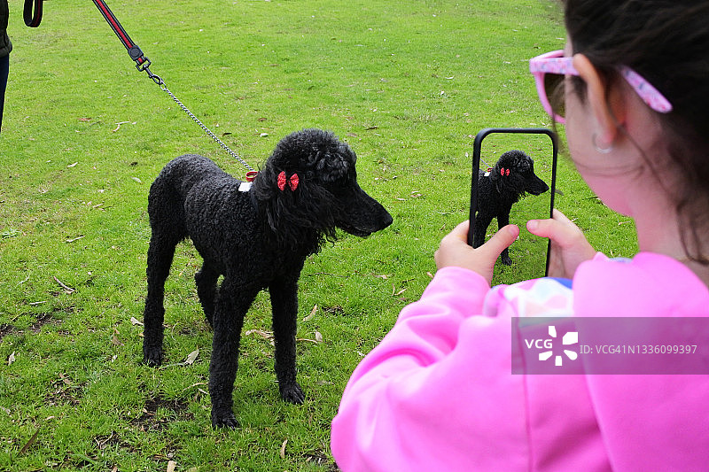 女孩在公园里给她的德国贵宾犬拍照图片素材