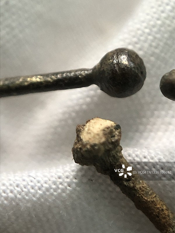 在伦敦泰晤士河发现的中世纪都铎王朝服饰别针图片素材