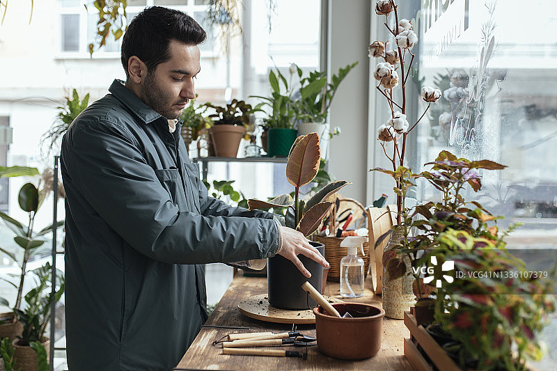 在小型花店里盆栽新植物的鲜花店员图片素材
