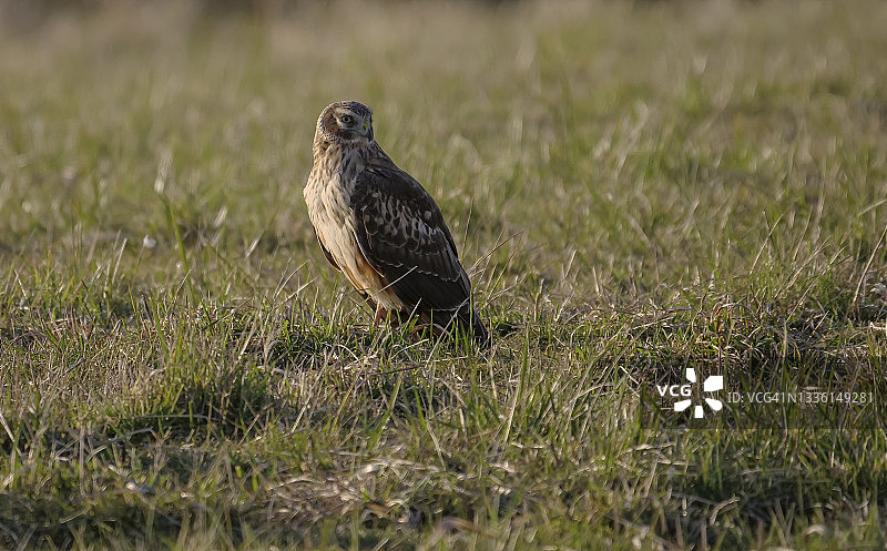草地上的北鹞 - Ridgefield NWR图片素材