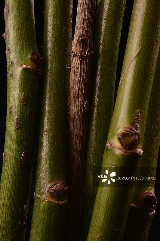 玫瑰花茎图片素材